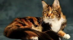 Солодна паста для кішок: застосування та огляд коштів